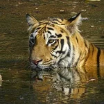 What to expect from Tadoba Tiger Safari