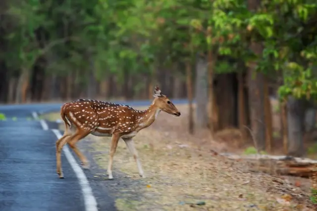 Antilope in Tadoba