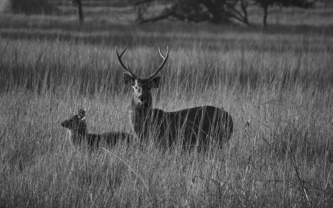 Kolara Gate – Gateway to wildlife.