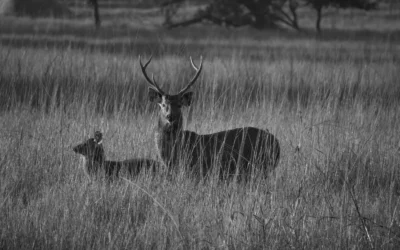 Kolara Gate – Gateway to wildlife.