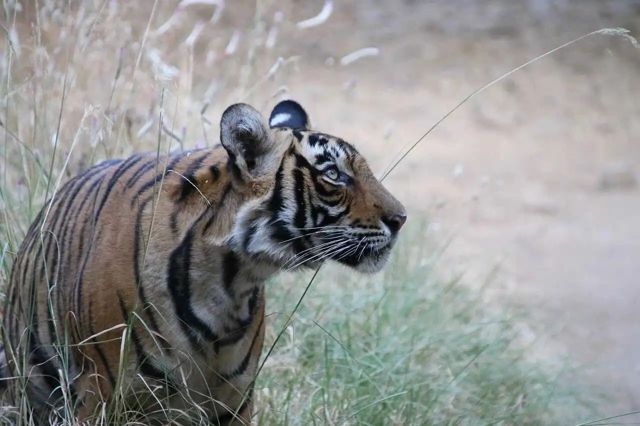 Bengal Tiger