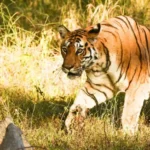 Best Time to Visit tadoba