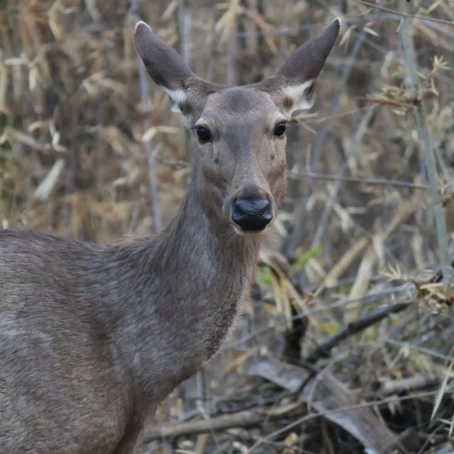 Sambhar Deer