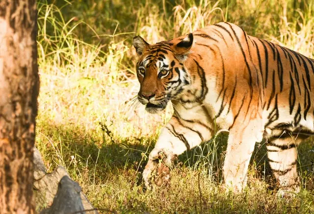 Best Time to Visit tadoba