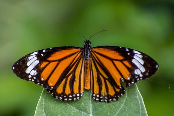 butterfly-garden