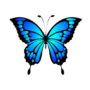 butterfly-icon