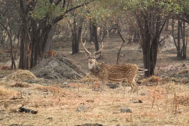 Deer in Tadoba