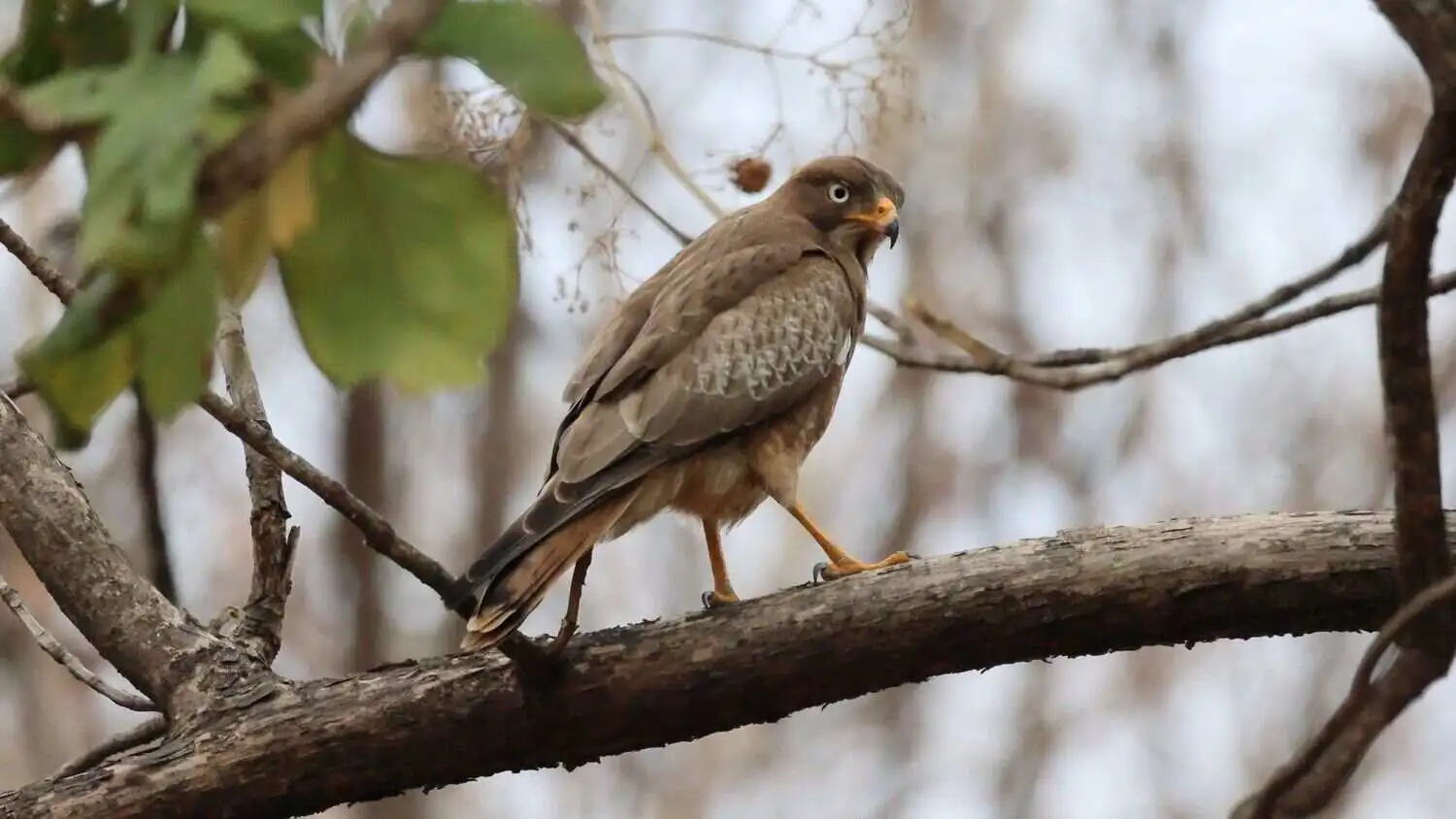 Engle in tadoba