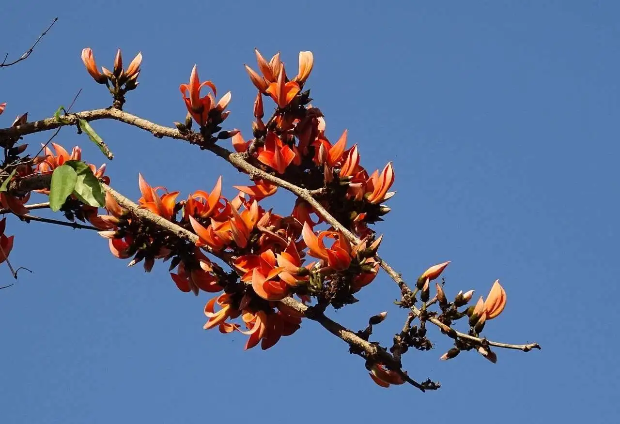 flora-of-tadoba