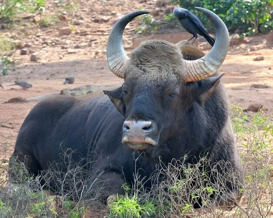 Indian Gaur