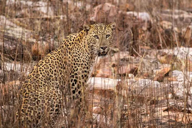 Indian Leopard in Tadoba