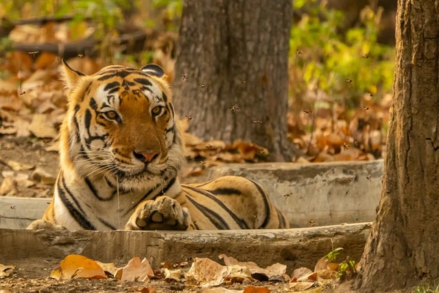 Kanha National Park