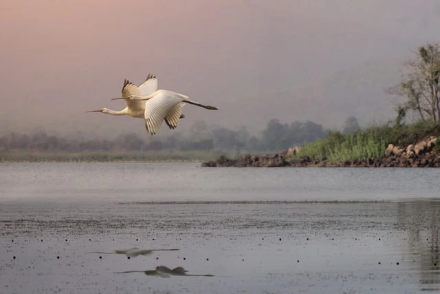 Navegaon National Park