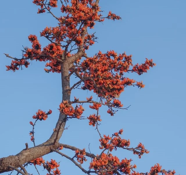 Palash Tree