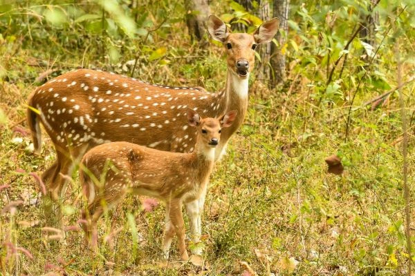 Pench National Park