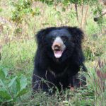 Sloth Bear