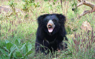 Sloth Bears of Tadoba: Tracking the Forest’s Shy Giant