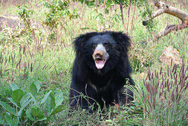 Sloth Bear