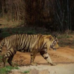 Tadoba Bengal Tiger