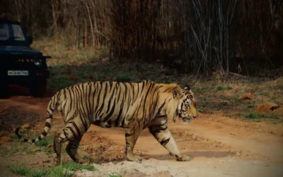 The Big 5 of Tadoba – A Journey into the Wild