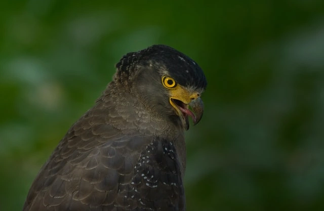 tadoba-birds-img