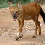 Dhole in Tadoba