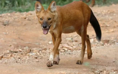 What To Expect From Tadoba Tiger Safari