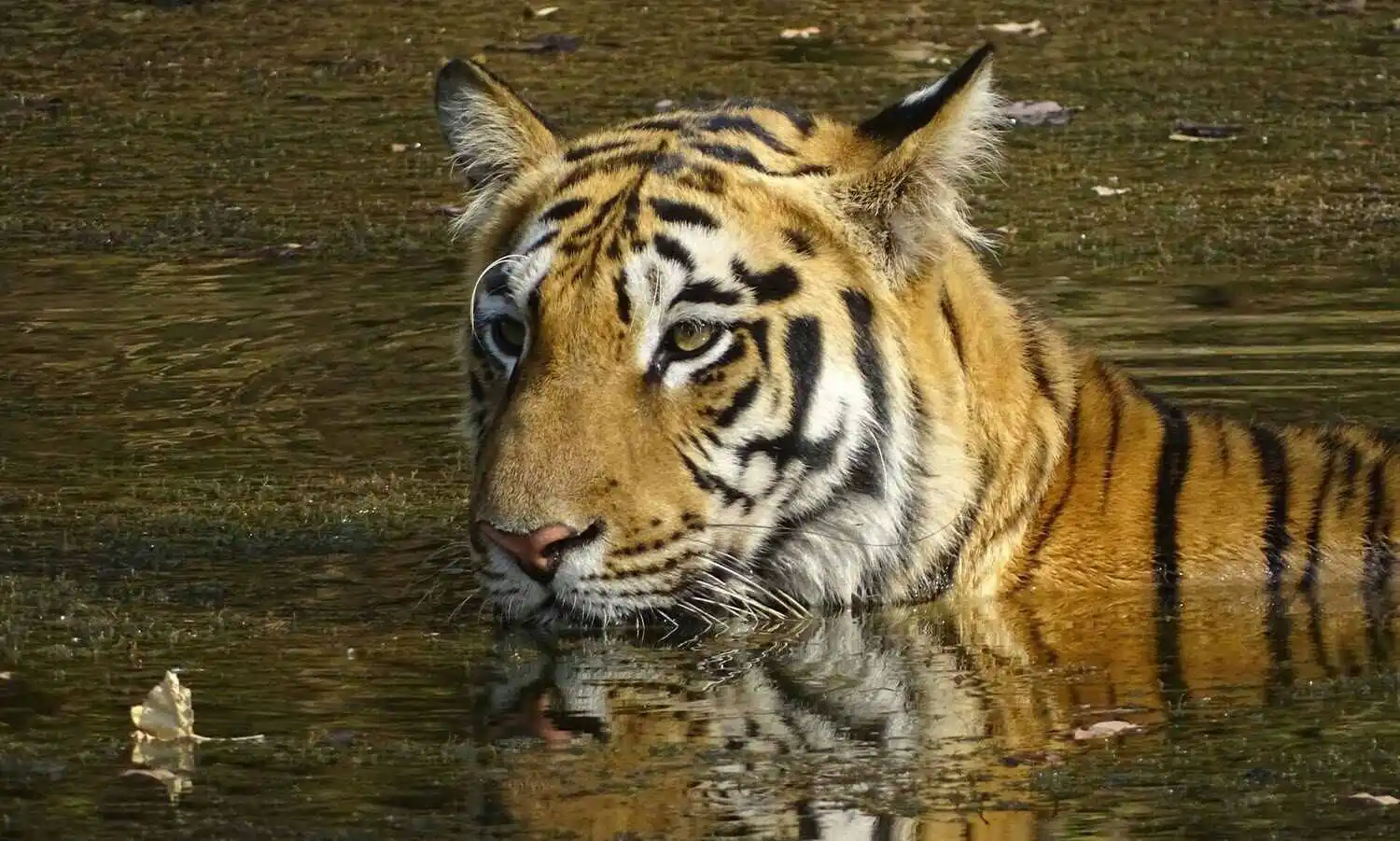 Tiger in Water Tadoba