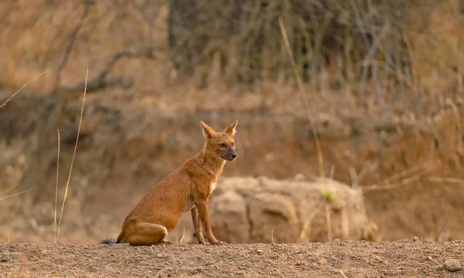 Wild Dog in Tadoba (Dhole)