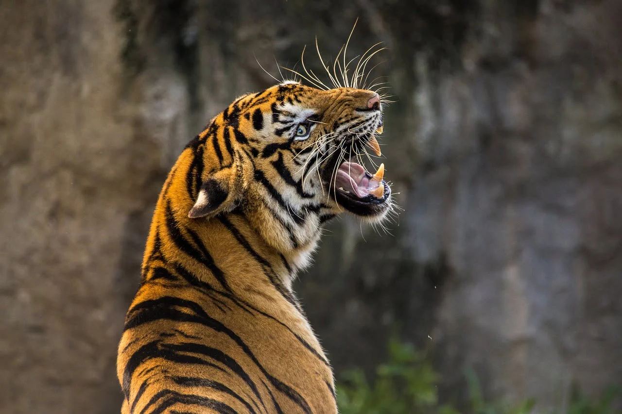 Wildlife of Tadoba