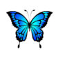 butterfly garden icon